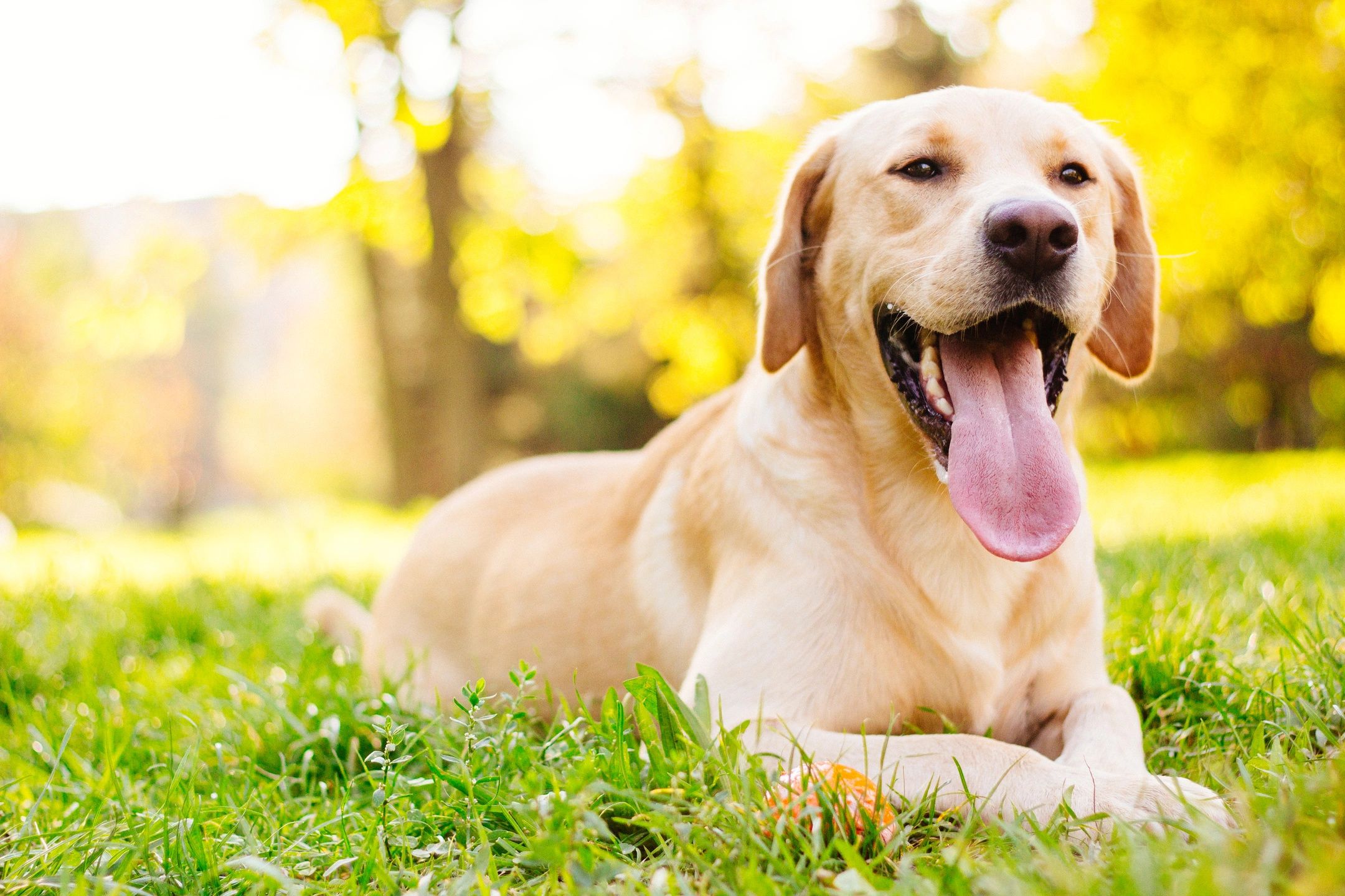 whitecourt kennels dog boarding