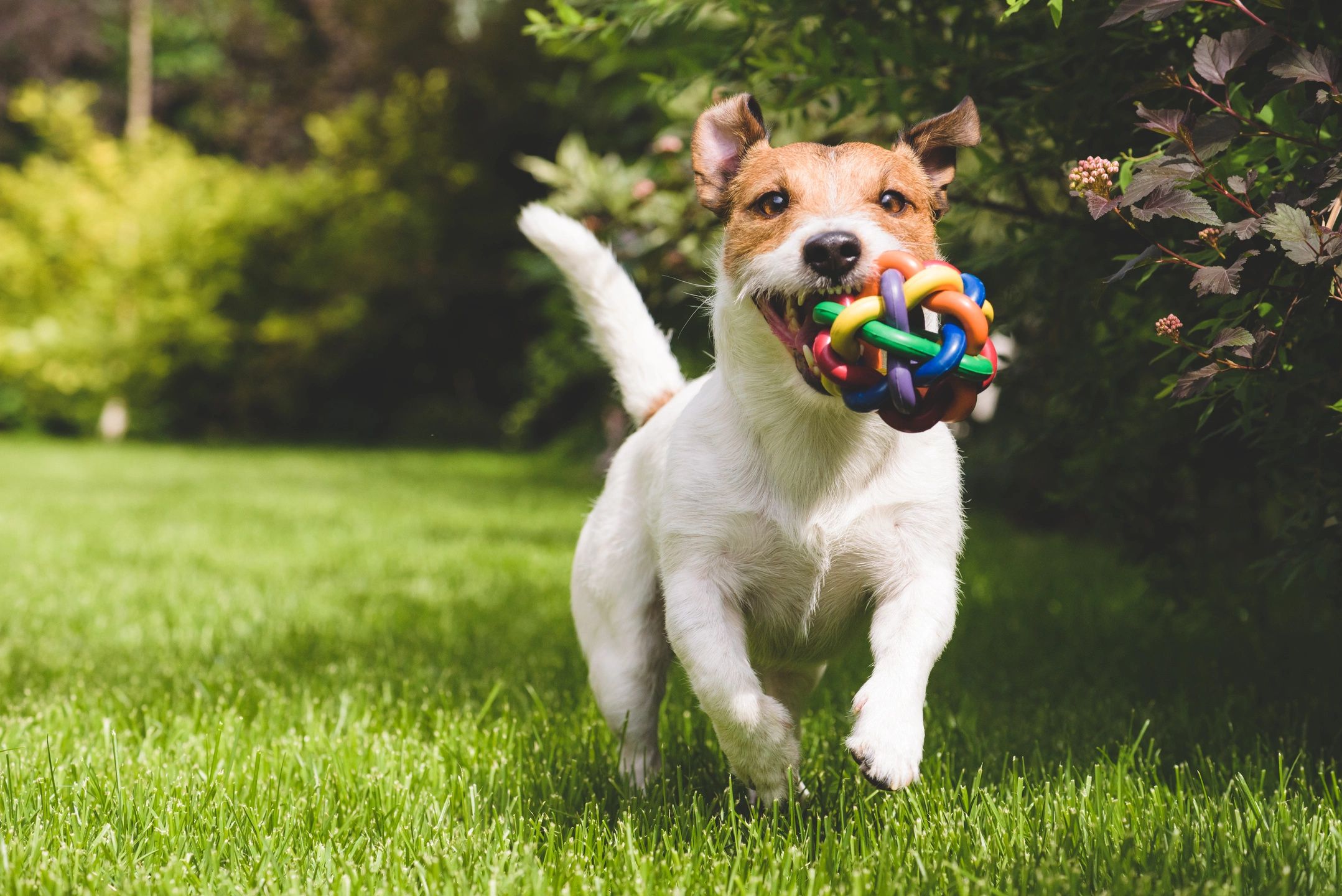 Whitecourt kennels Dog Day Care